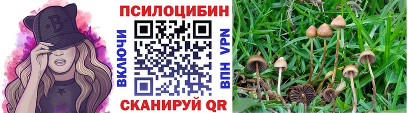 Купить закладки  Павловский Посад  Псилоцибиновые грибы мицелий 